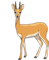 Gif animé gazelle marron
